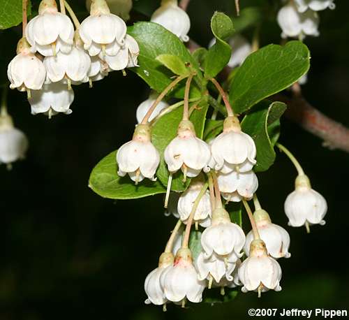 Sparkleberry (Vaccinium arboreum)