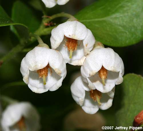 Sparkleberry (Vaccinium arboreum)