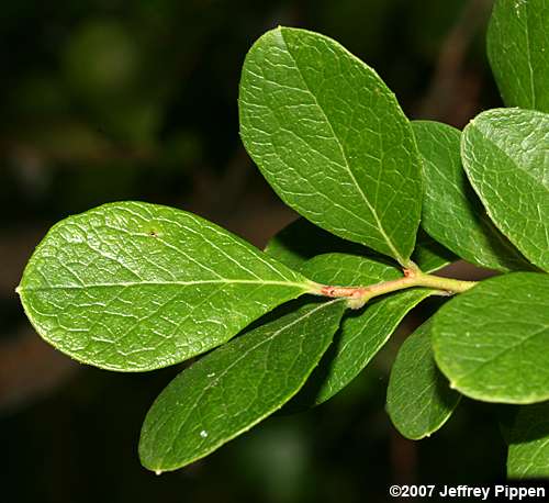 Sparkleberry (Vaccinium arboreum)