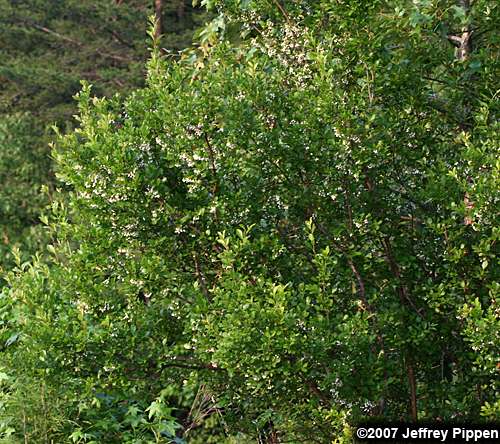 Sparkleberry (Vaccinium arboreum)