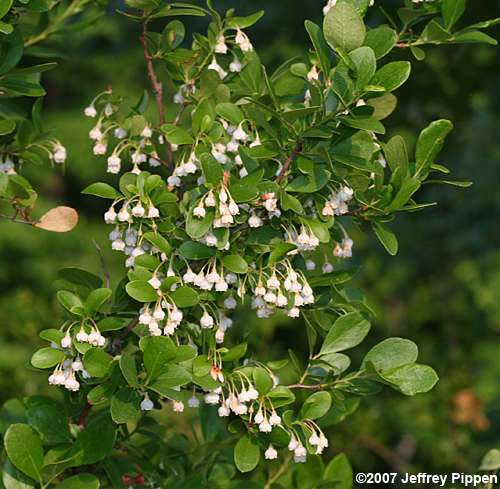 Sparkleberry (Vaccinium arboreum)