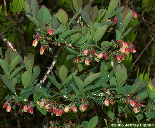 Smooth Highbush Blueberry (Vaccinium corymbosum)