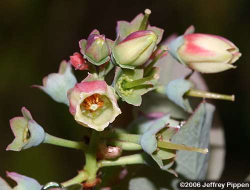 Smooth Highbush Blueberry (Vaccinium corymbosum)