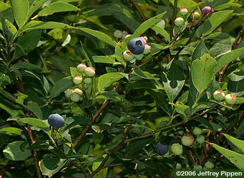 Smooth Highbush Blueberry (Vaccinium corymbosum)