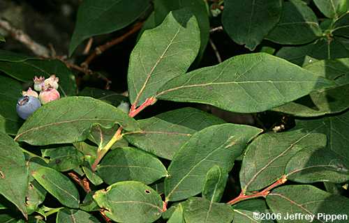 Smooth Highbush Blueberry (Vaccinium corymbosum)