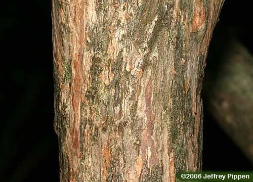 Smooth Highbush Blueberry (Vaccinium corymbosum)