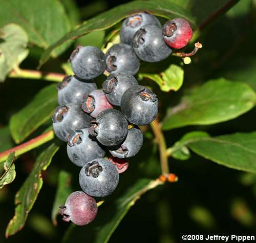 Smooth Highbush Blueberry (Vaccinium corymbosum)