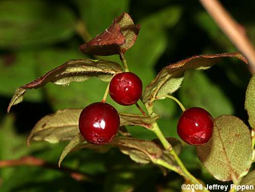 Southern Mountain Cranberry (Vaccinium erythrocarpum)