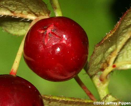 Southern Mountain Cranberry (Vaccinium erythrocarpum)