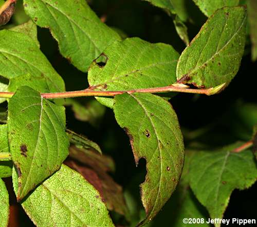 Southern Mountain Cranberry (Vaccinium erythrocarpum)