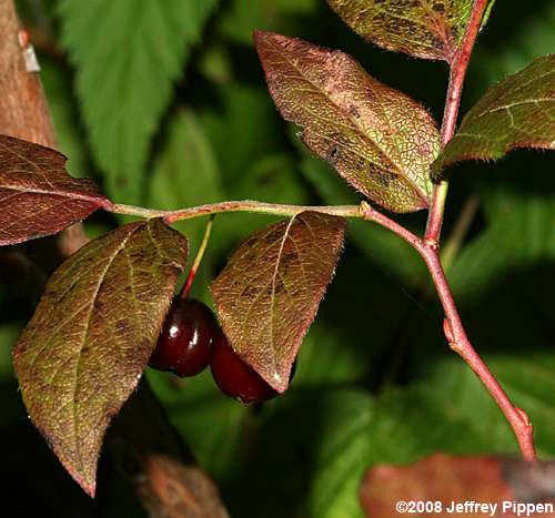 Southern Mountain Cranberry (Vaccinium erythrocarpum)