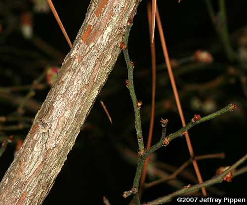 Black Highbush Blueberry, Hairy Highbush Blueberry (Vaccinium fuscatum)