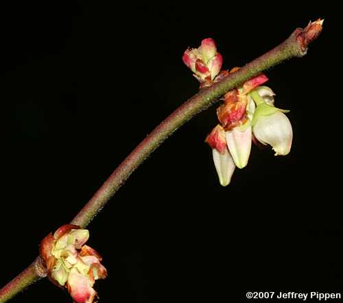 Black Highbush Blueberry, Hairy Highbush Blueberry (Vaccinium fuscatum)