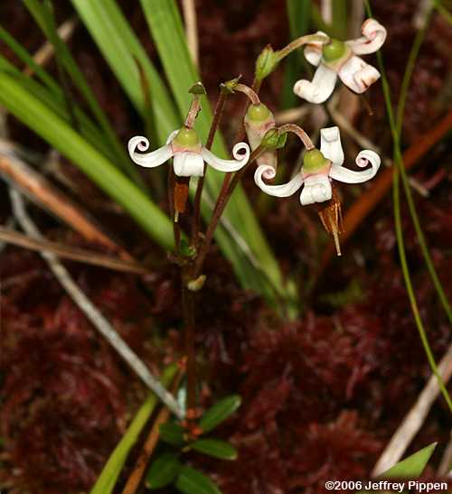 Large Cranberry (Vaccinium macrocarpon)