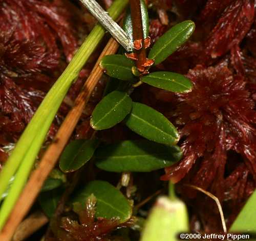 Large Cranberry (Vaccinium macrocarpon)