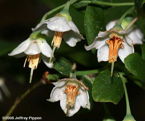 Deerberry (Vaccinium stamineum)