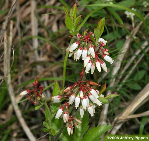 Small Black Blueberry (Vaccinium tenellum)