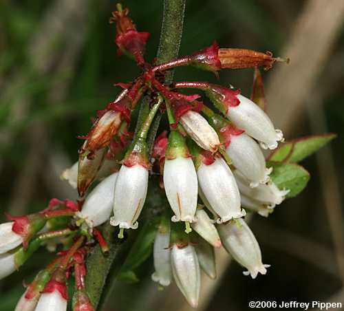 Small Black Blueberry (Vaccinium tenellum)