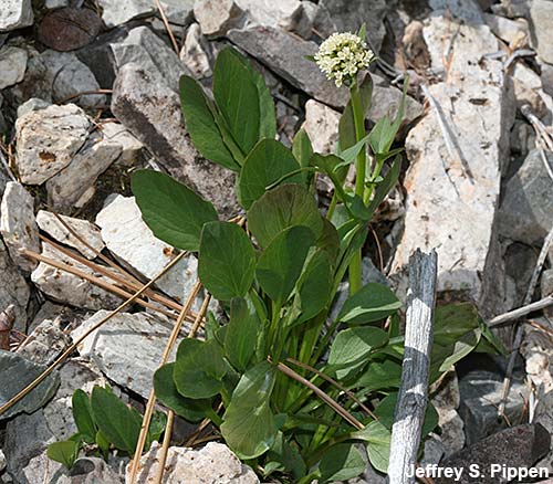 Marsh Valerian (Valeriana dioica)
