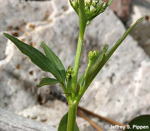 Marsh Valerian (Valeriana dioica)