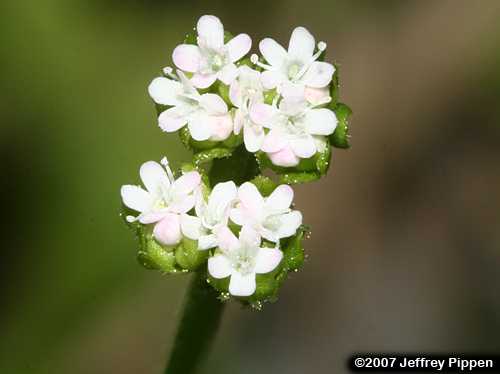 Beaked Cornsalad (Valerianella radiata)