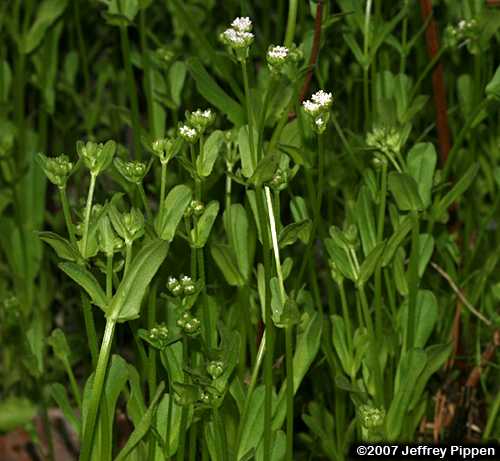 Beaked Cornsalad (Valerianella radiata)