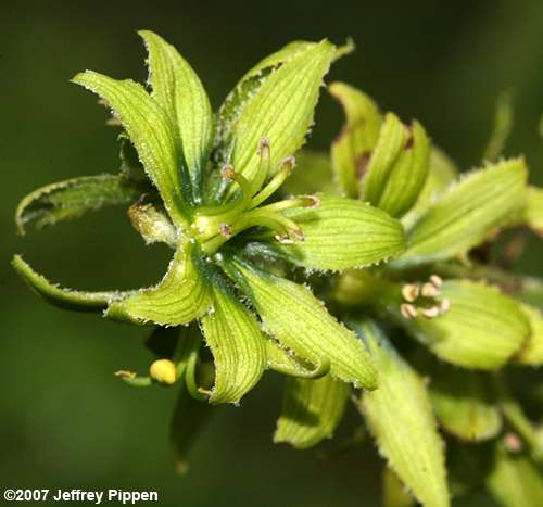 False Hellebore, Green False Hellebore, Indian Poke, American Hellebore (Veratrum viride)