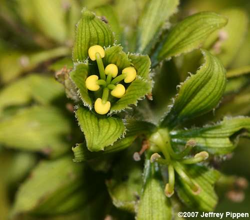 False Hellebore, Green False Hellebore, Indian Poke, American Hellebore (Veratrum viride)
