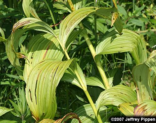 False Hellebore, Green False Hellebore, Indian Poke, American Hellebore (Veratrum viride)