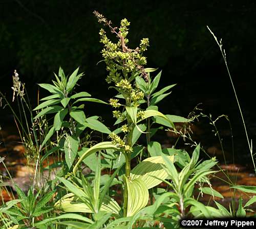 False Hellebore, Green False Hellebore, Indian Poke, American Hellebore (Veratrum viride)