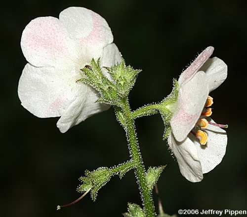 Moth Mullein (Verbascum blattaria)