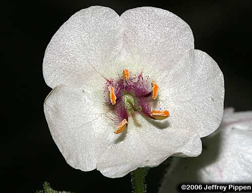 Moth Mullein (Verbascum blattaria)