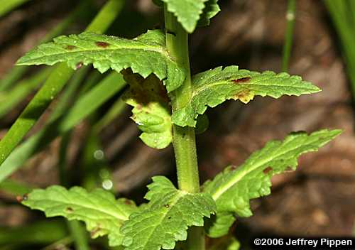 Moth Mullein (Verbascum blattaria)