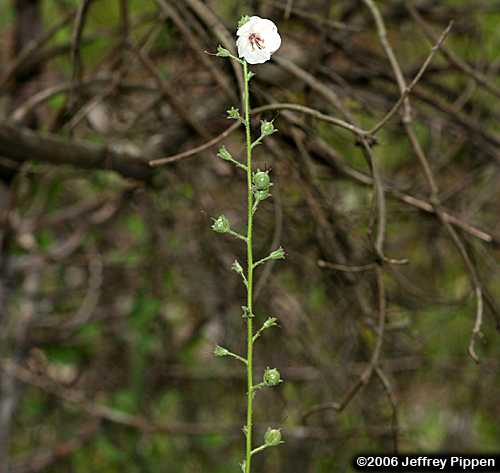 Moth Mullein (Verbascum blattaria)