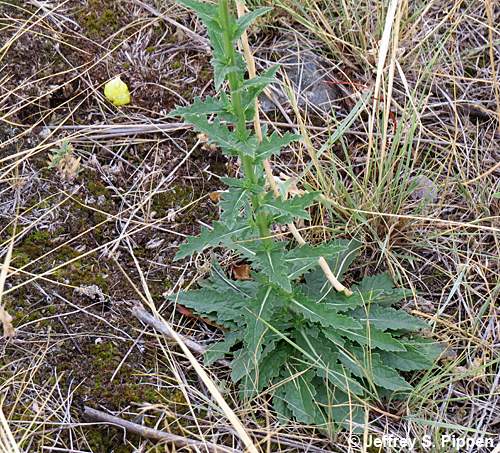 Moth Mullein (Verbascum blattaria)