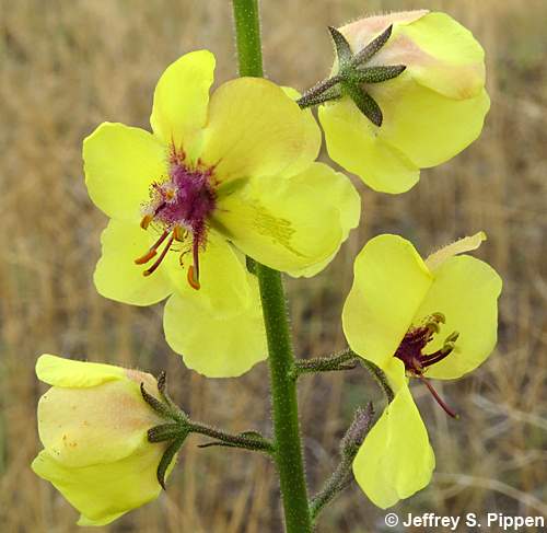 Moth Mullein (Verbascum blattaria)
