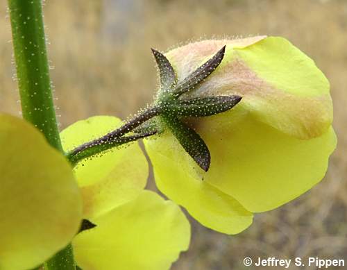 Moth Mullein (Verbascum blattaria)