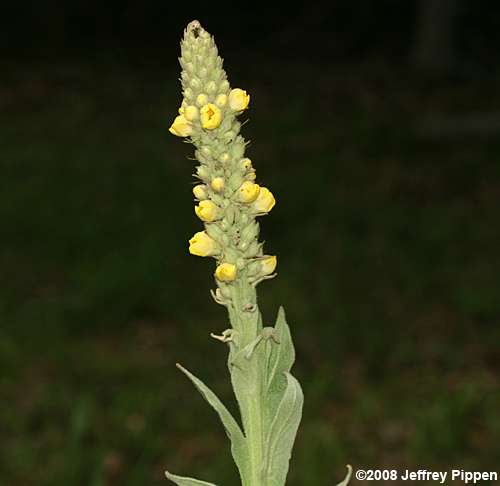 Common Mullein (Verbascum thapsus)