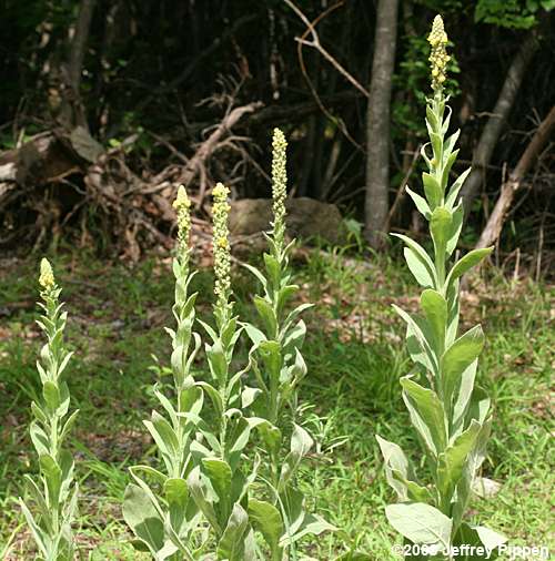 Common Mullein (Verbascum thapsus)