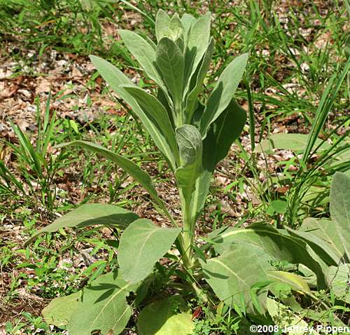 Common Mullein (Verbascum thapsus)