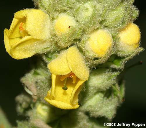 Common Mullein (Verbascum thapsus)