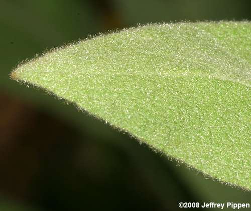 Common Mullein (Verbascum thapsus)