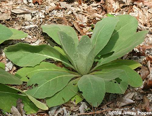 Common Mullein (Verbascum thapsus)