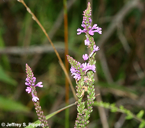 Common Vervain, Blue Vervain (Verbena hastata)