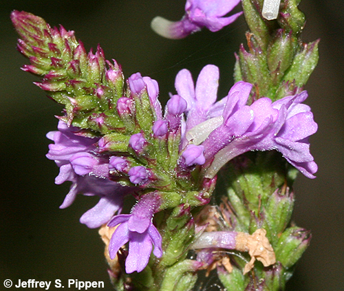 Common Vervain, Blue Vervain (Verbena hastata)