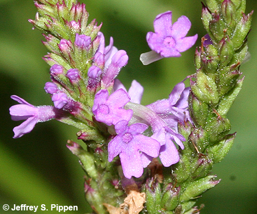 Common Vervain, Blue Vervain (Verbena hastata)