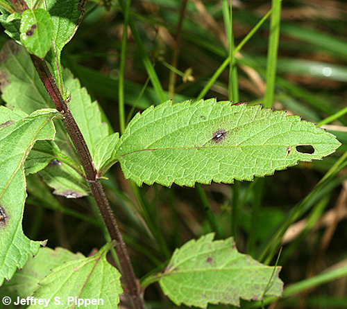 Common Vervain, Blue Vervain (Verbena hastata)