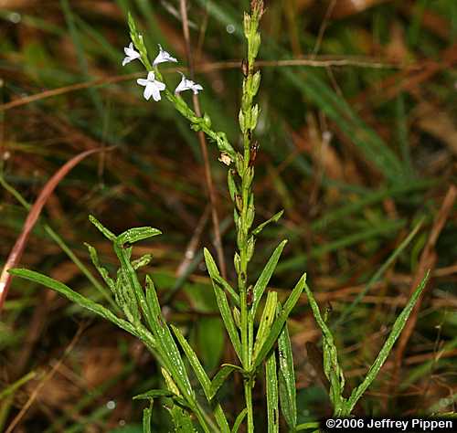 Narrowleaf Vervain (Verbena simplex)