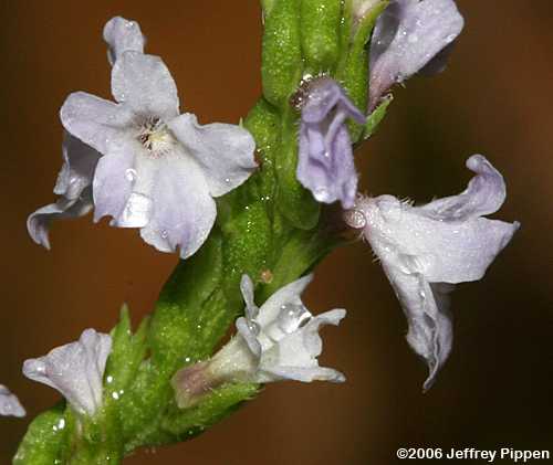 Narrowleaf Vervain (Verbena simplex)