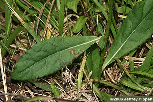 Vernonia (Ironweed)